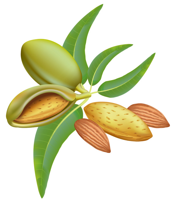 Delicious almonds vector graphics 02