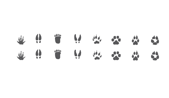Different animal footprint vector graphics