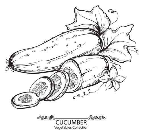 vegetables hand drawn Cucumber 