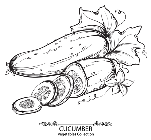 Hand drawn cucumber vegetables vector material