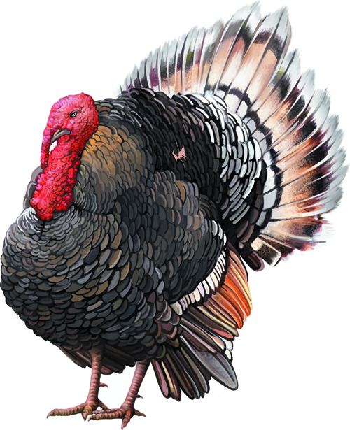 Vector set Realistic animal design material 02