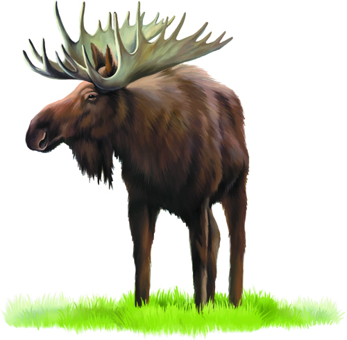 Vector set Realistic animal design material 08