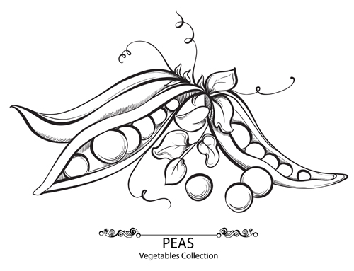 vegetables Peas hand drawn 