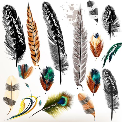 feathers different colorful 