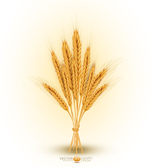wheat golden background vector background 