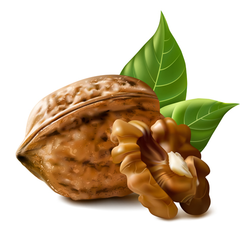 walnuts realistic 