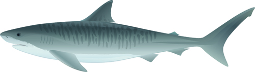 vivid shark 