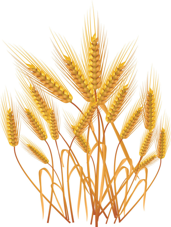 gold color wheat vecotr set 01