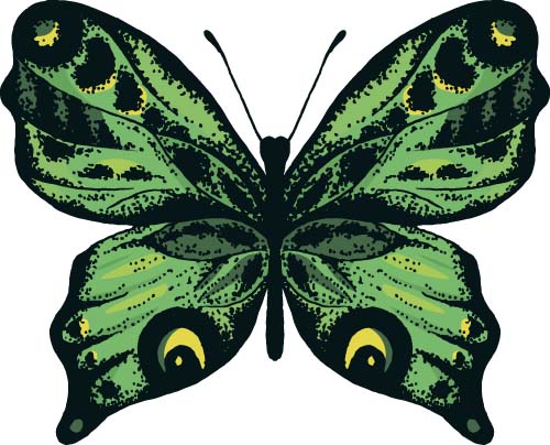 butterflies beautiful 