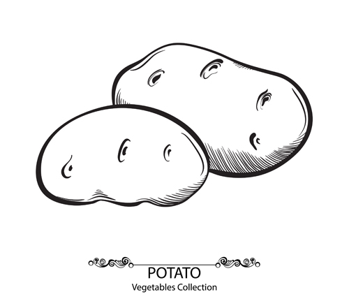 Hand drawn potato vegetables vector material