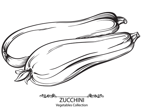 zucchini vegetables hand drawn 