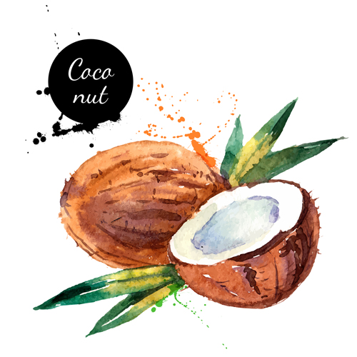 Watercolor cacanut sketch design vector