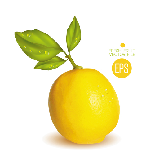 Fresh fruit citrus vector material set 07