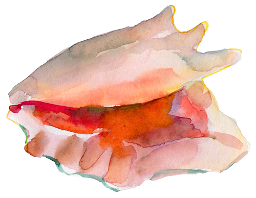 Set of seashell hand drawn vectors material 25
