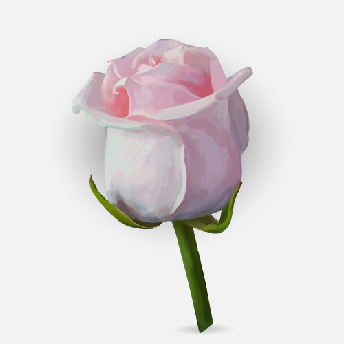 Drawing rose bud vector material 05