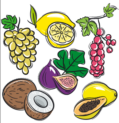 Hand drawn fruits graphics vector 04