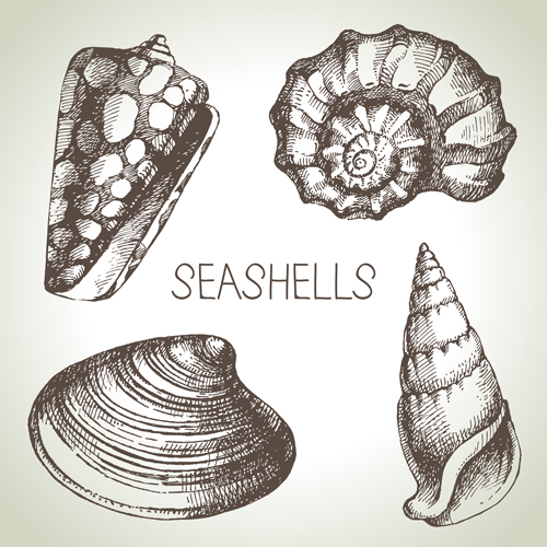 shell seashell material hand drawn 