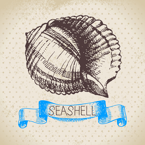 seashell hand drawn 
