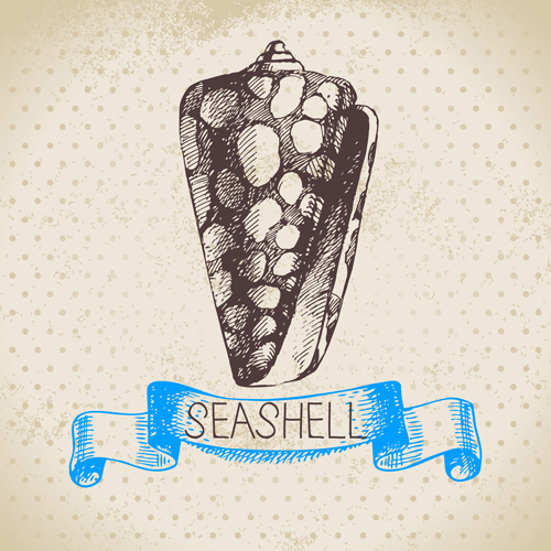 seashell hand drawn 