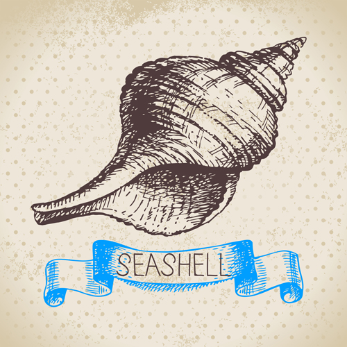 Set of seashell hand drawn vectors material 06