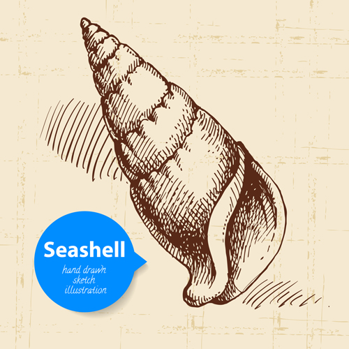 Set of seashell hand drawn vectors material 17