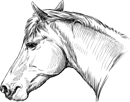 horses horse draw 