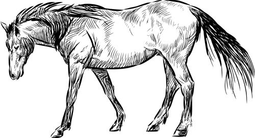 horses horse draw design 