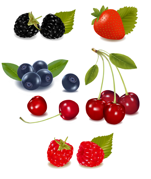 Vivid Fresh vegetables and fruits vector 05