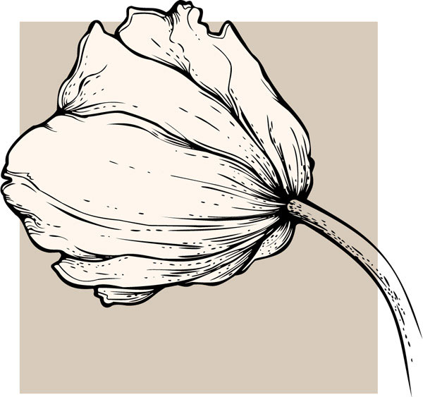 vivid tulip hand drawn 