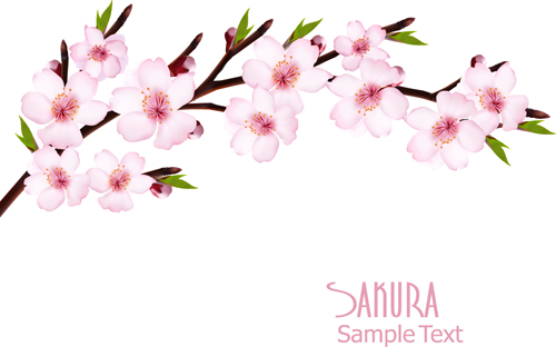 vector background sakura beautiful background 