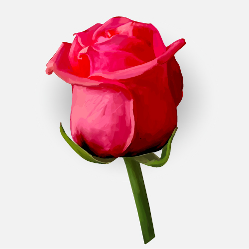 Drawing rose bud vector material 01