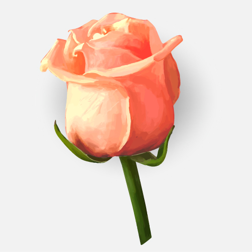 Drawing rose bud vector material 02