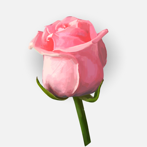 Drawing rose bud vector material 03