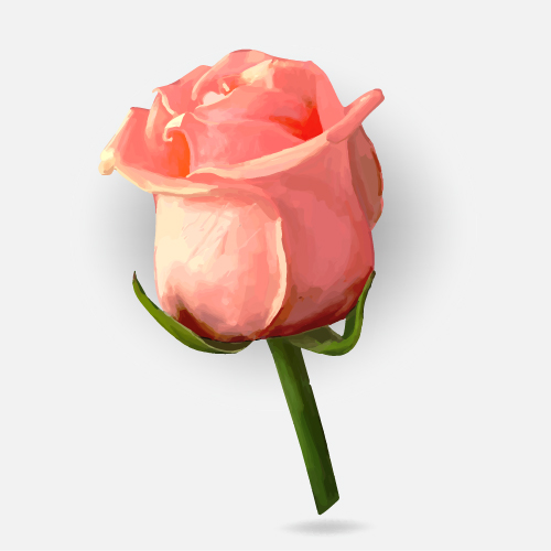 Drawing rose bud vector material 04