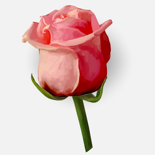 Drawing rose bud vector material 06