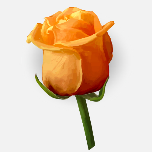 Drawing rose bud vector material 07