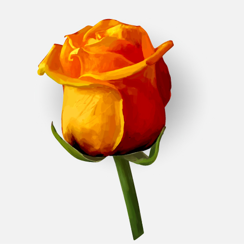 Drawing rose bud vector material 08