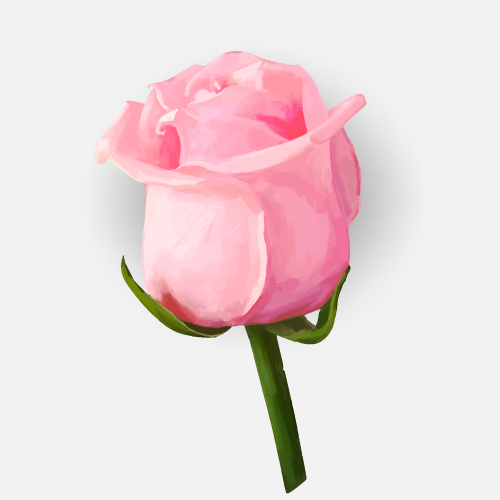 Drawing rose bud vector material 09