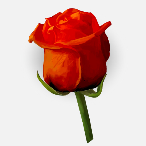Drawing rose bud vector material 10