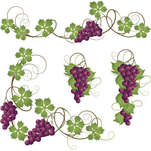 Vector Juicy grapes design graphic set 07