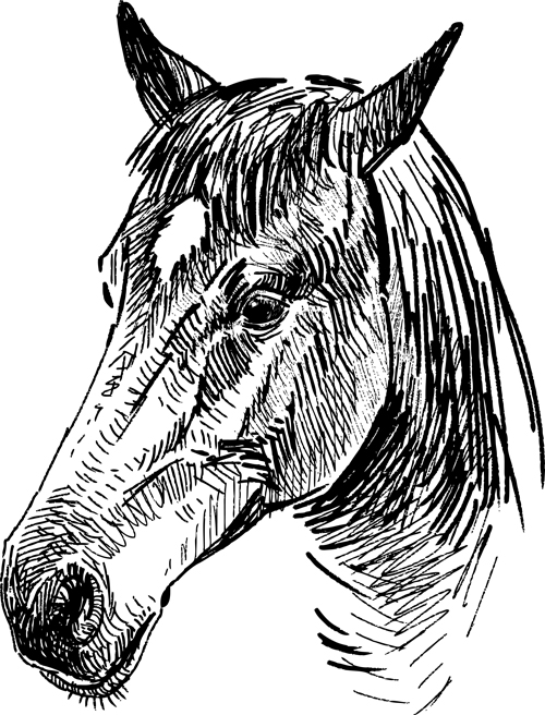 horses horse draw 