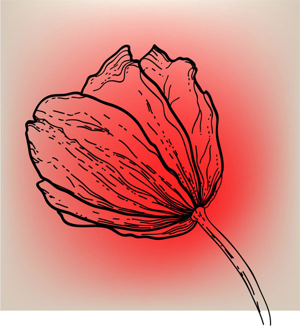 vivid tulip hand drawn 