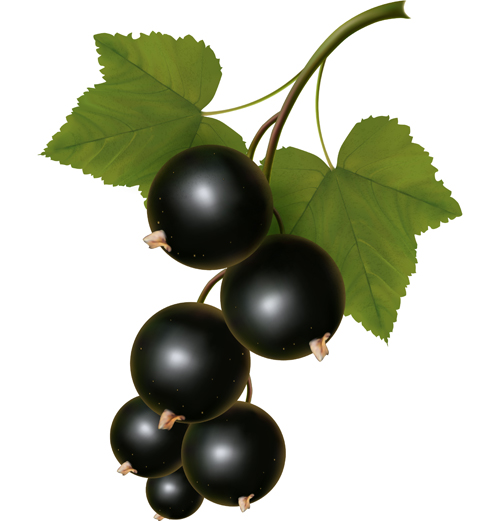 Special Fruit design elements vector 01