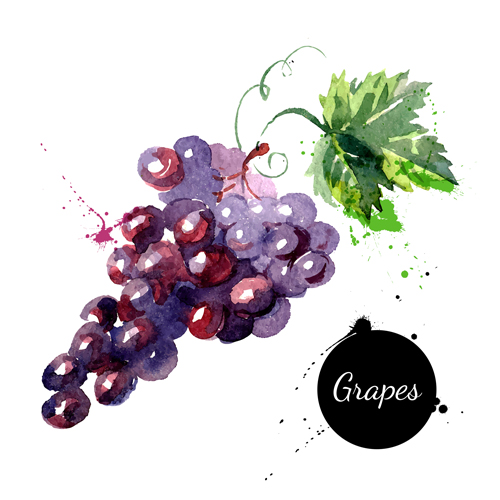 watercolor grapes drawn 