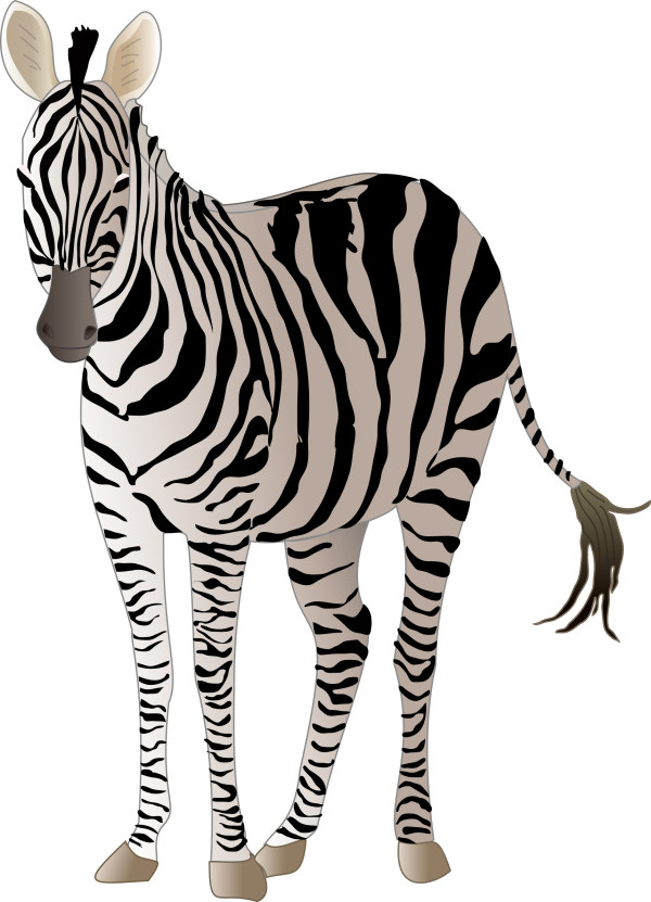 zebra realistic 