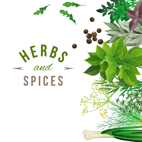 spices refreshing herbs background 