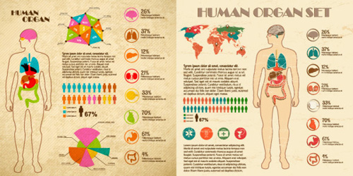 Vintage human organ infographics vector
