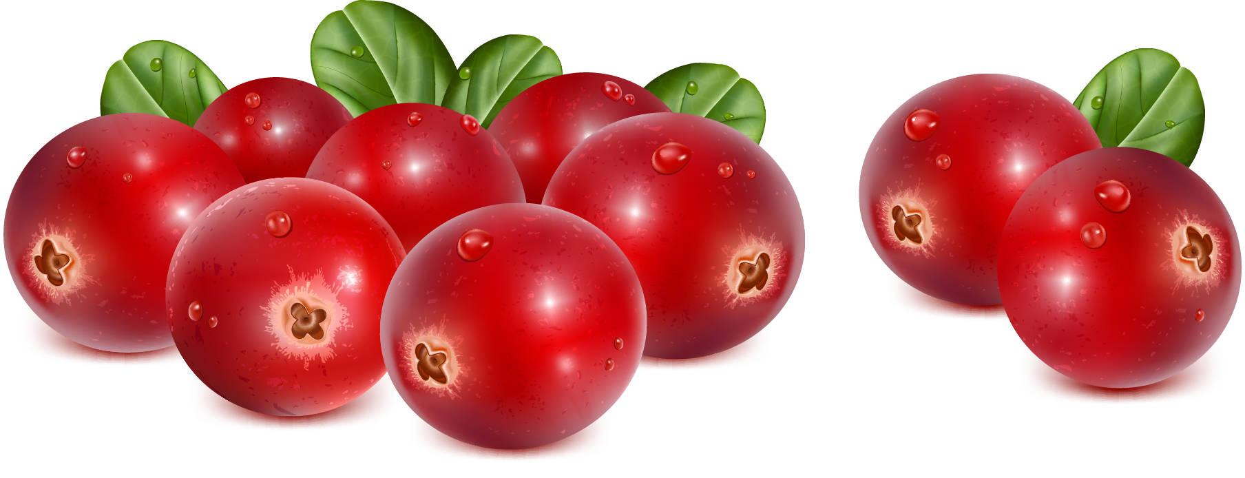 Vivid Fruits design vector graphics 03