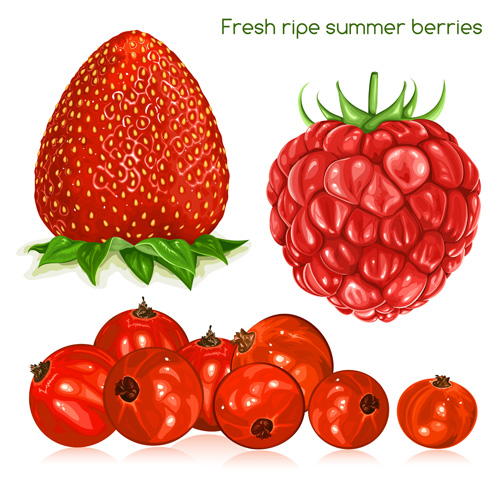 Fresh ripe summer berries shiny vector 01