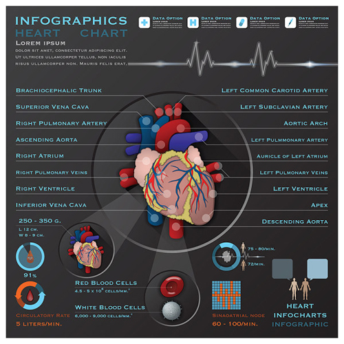vector material infographics infographic heart 